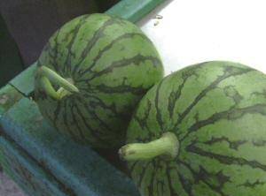 西瓜怎么分公母最甜 bc076216fef441549372cce47d81f0f3.jpeg