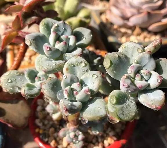 多肉怎么浇水最快最好 bc5f0c095ef24cc482086e6d2f99c348.jpeg