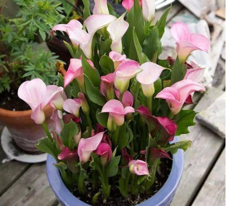 块茎植物有什么用 0032a5916a9f4137a3ab30296dec6ef8.jpeg