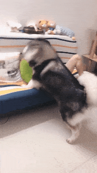 狗子,你放开那个美女.