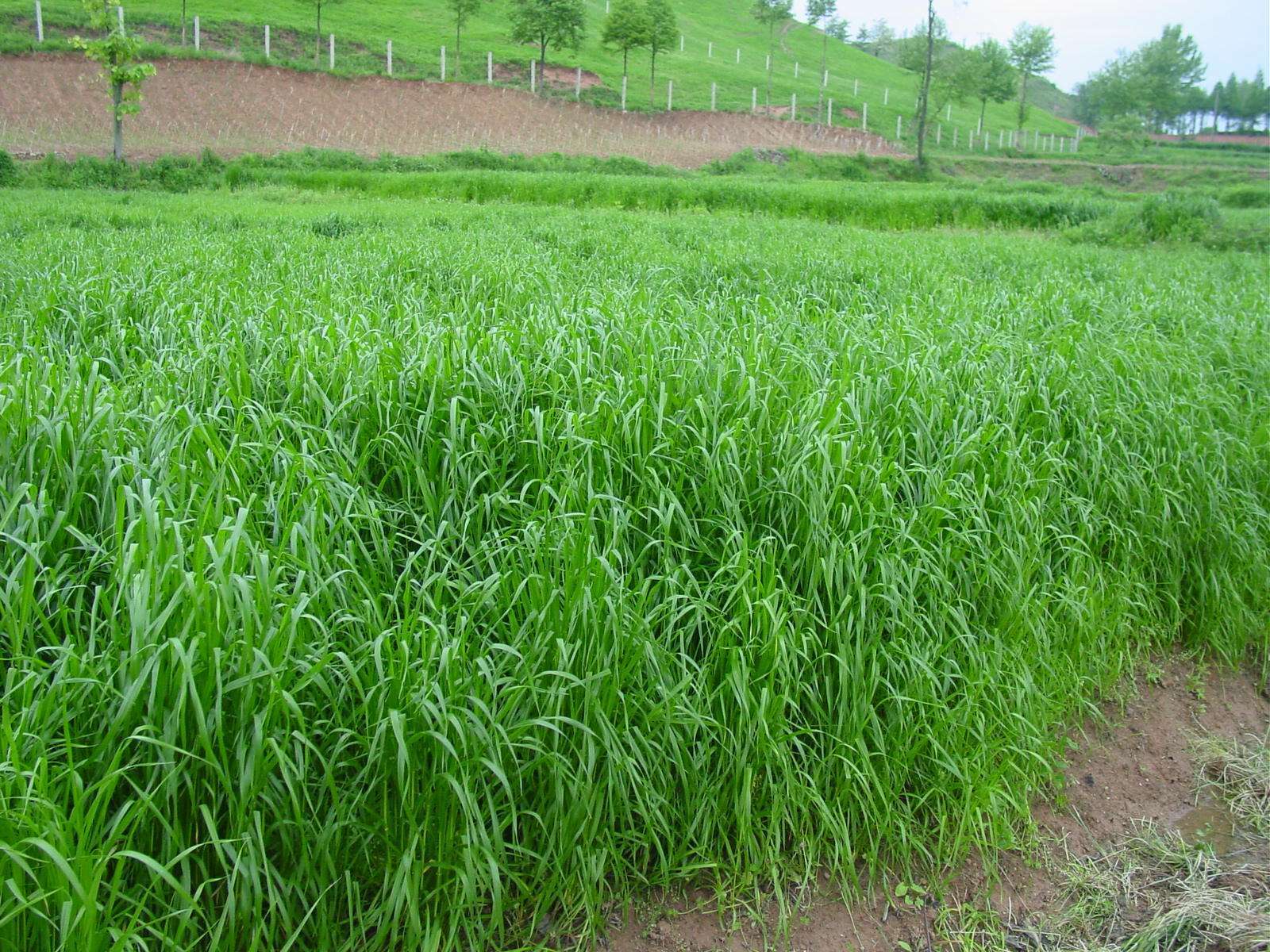 03种植黑麦草前平整土壤应注意什么