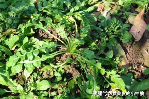 所以很多时候当大家去寻找荠荠菜的时候,可能回来的蒲公英,这两种野草