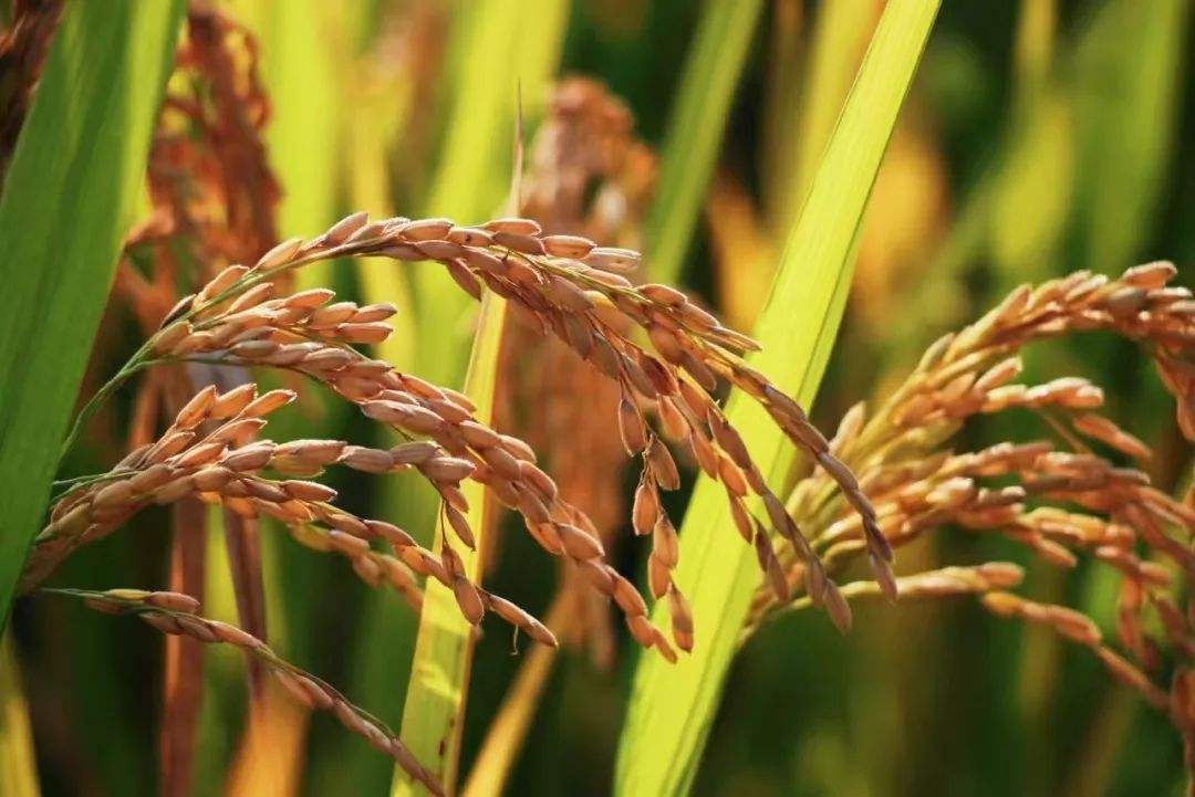 大米价格上涨是什么原因 e4f088d6b44343d4ad61ec9011f0444f.jpeg