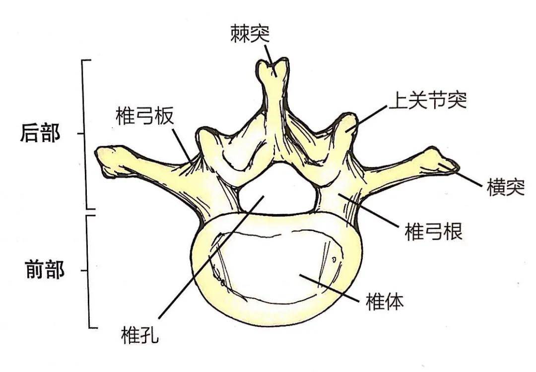 弯腰时腰疼怎么办