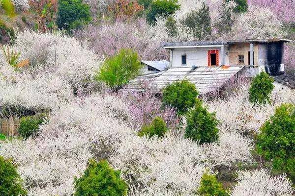 每年元旦前后,梅花满山遍野连片开放梁化梅园的梅花,规模居国内之首留