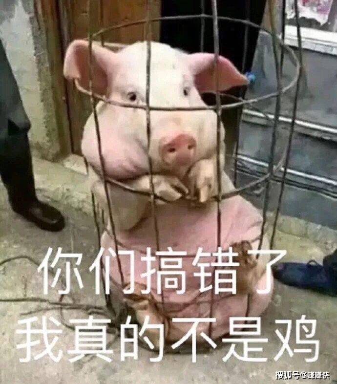 表情包:怼人你也不赖
