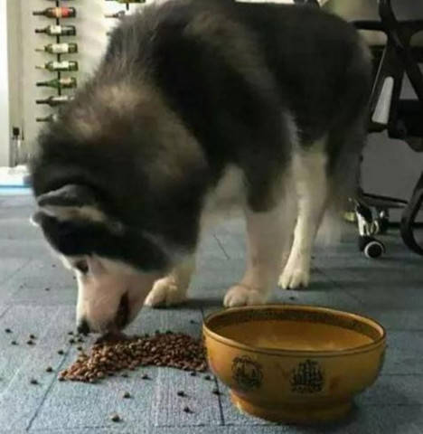 阿拉斯加挑食發脾氣 被主人罵了一頓之後 畫風突變 一看就是個慫包 萌趣萌寵 第4张