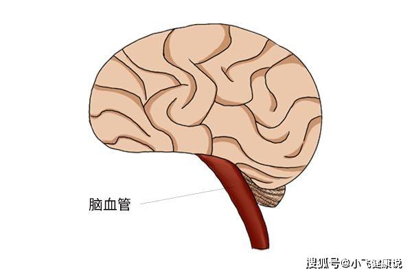 昏迷该怎么办