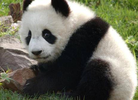 熊猫被游客丢下的瓶子砸到头，大团子的表情亮了，笑哭游客
