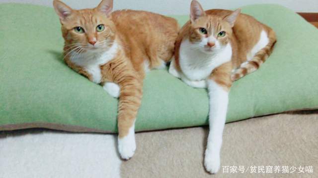 同步猫,猫咪动作相似率高达99%,在一起久了连姿势都变一样了