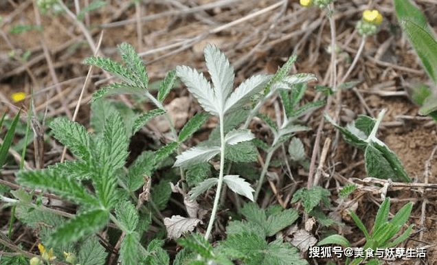 翻白草能降糖吗 来自搜狐网