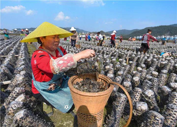 松桃城镇人口有多少_松桃苗族自治县图片