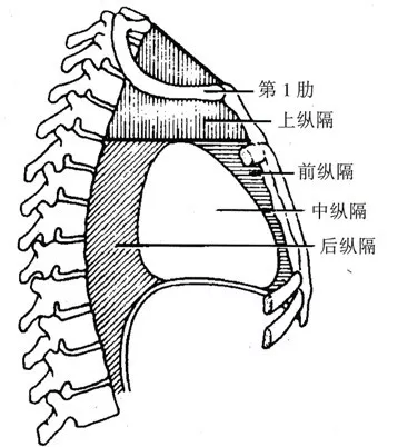 纵隔内器官较多,解剖关系复杂;纵隔肿瘤位置不同,类型多变.