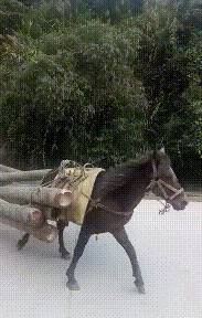 怎么样才可以倒立行走 1a156bccaa15417b9e101e09f2c48900.jpeg