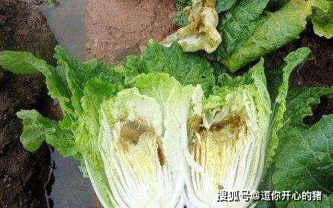 因为保护好根部,才能保证书能整颗白菜的新鲜度,直接撒到白菜茎叶上是