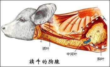 临床上常用的胸腺肽是从小牛胸腺发现并提纯的有非特异性免疫效应的