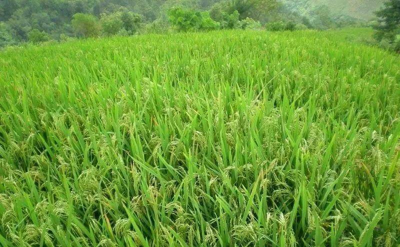 为什么要进口粮食呢 b8afce168e324258b63197226509d8b3.jpeg