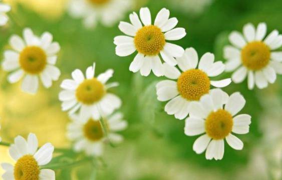 2020年各属相运势及-资讯搜索_2020年农历12月生肖运程「马、羊、猴」