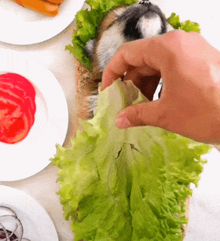 小狗狗被放食物盤上，墊上青菜做熱狗，玩狗創意大升級！ 萌趣萌寵 第4张