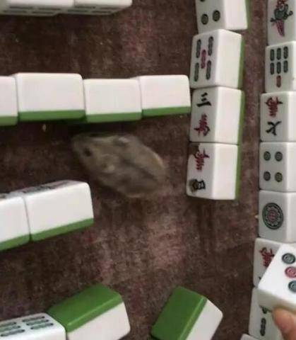 主人用麻将做迷宫,围困一只小仓鼠,麻将还有这种玩法!