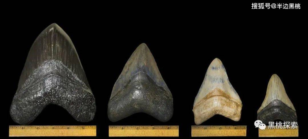 巨齿鲨化石鉴定新方法,将拉近我们与它的距离,对其会更加了解