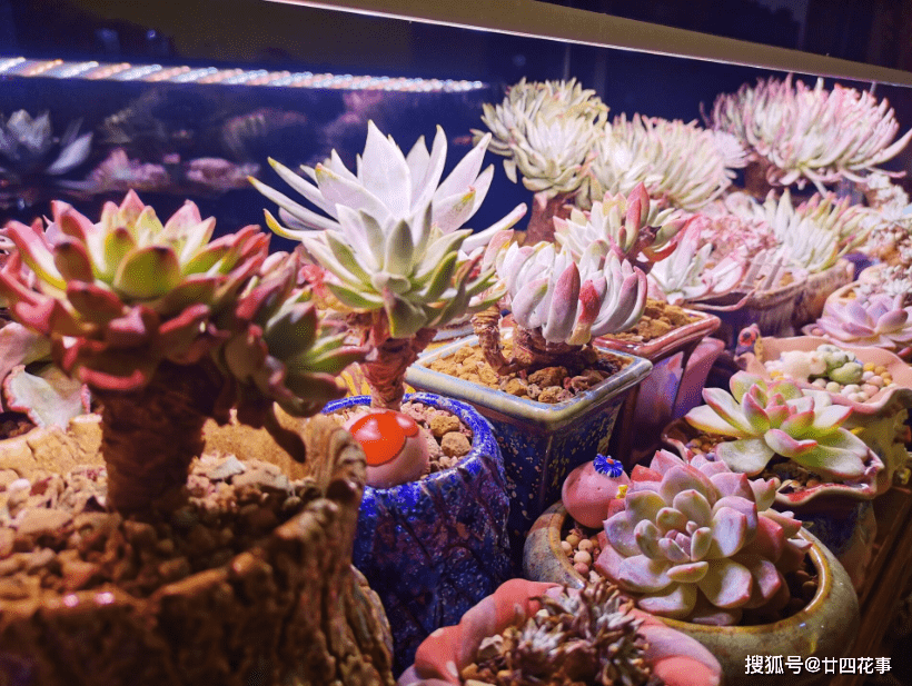 多肉叶插生根不发芽怎么回事 f384019938844e6e96441ecd63341abc.png