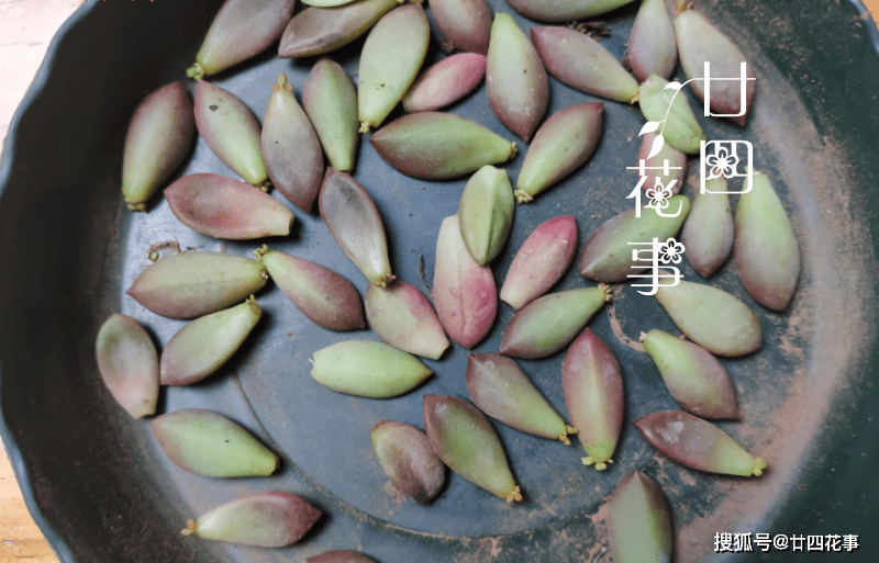多肉叶插只生根不发芽 f6b68467c48c43ebafc005d75d086080.png