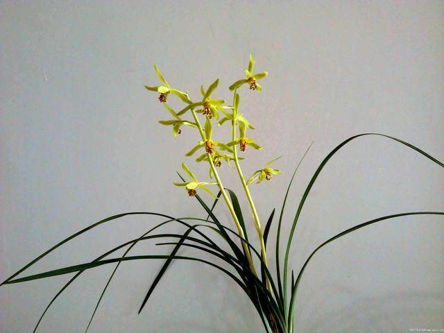 解决蕙兰开花难,做好这些很关键