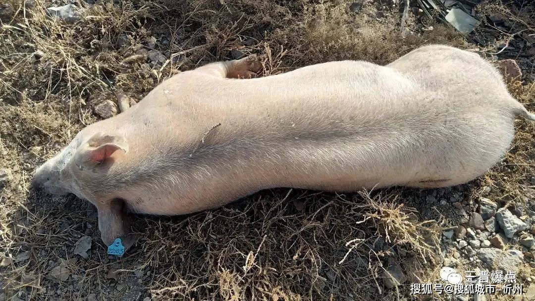 网曝:忻州三十多头不明原因死猪被弃牧马河畔