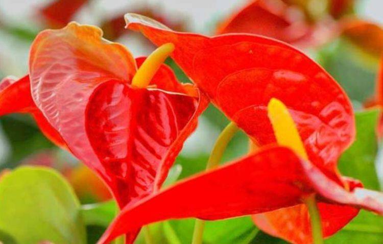 4种花现在养刚好,家里养一盆,招财纳福好运来,日子越过越红火