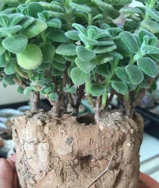 盆栽土壤板结与改良方法 fc9c15c0de1e422fa7a6bff665019d06.jpeg