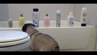 400_225gif 动态图 动图