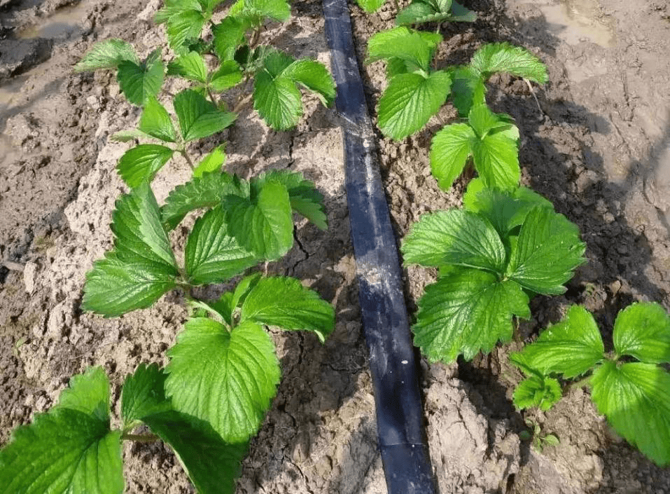 【村宝网】草莓施肥过多，导致减产，你的施肥方法用对了吗？