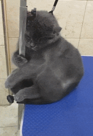 原创喵咪洗澡后被吹风机突袭抱紧管子鬼知道朕经历了什么