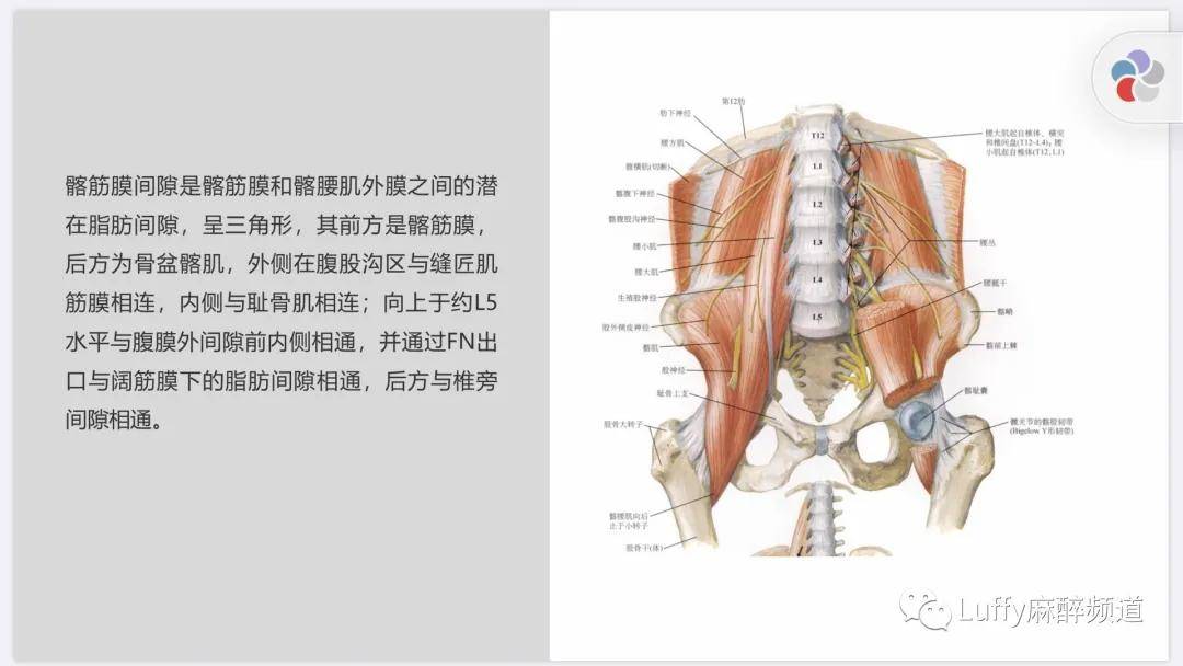 髂筋膜间隙是髂筋膜和髂腰肌外膜之间的潜在脂肪间隙,呈三角形,其