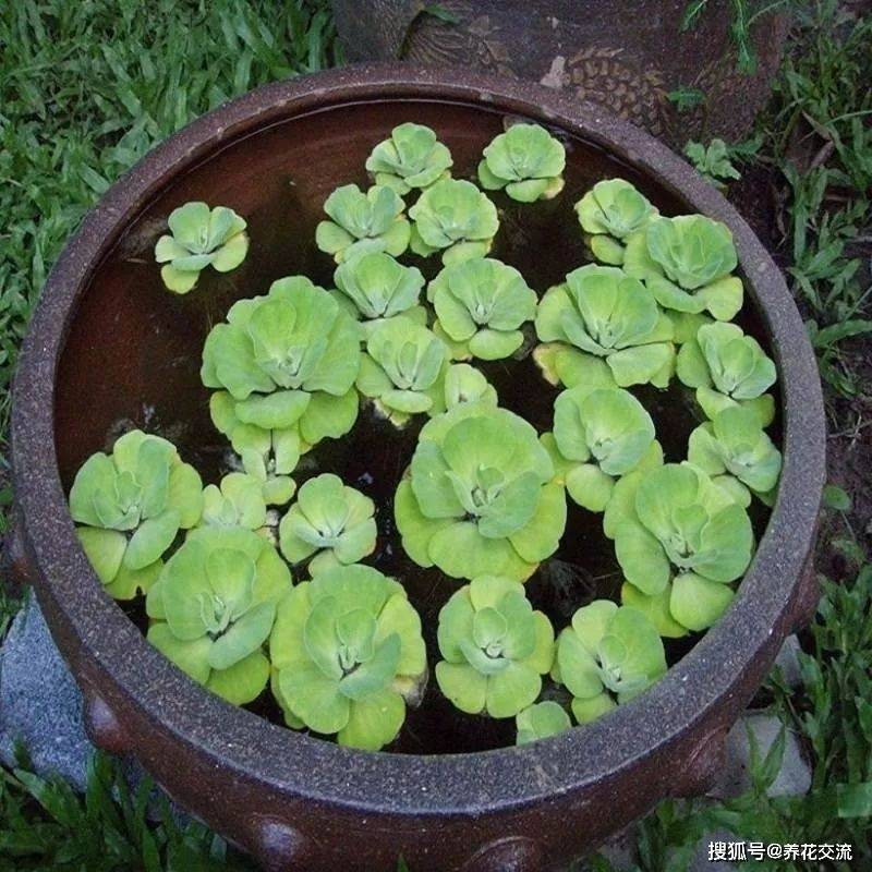 叶子大的水生植物 b2e44fc840f242e482ea8221c890944c.jpeg
