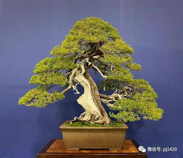 在日本,这个盆景展还真不一般