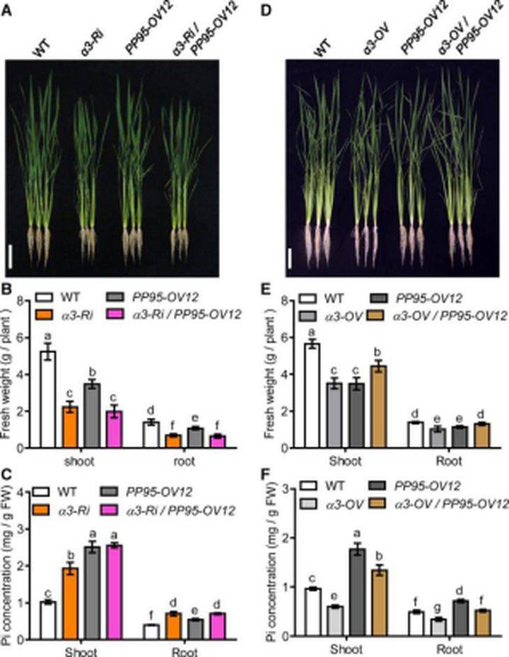 g蛋白结合gdp是被磷酸化吗_蛋白线是蓝色吗