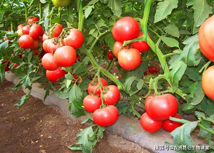 番茄重茬根腐怎样防治?番茄黄叶烂根用什么?