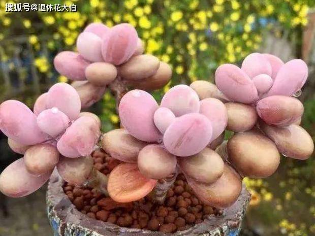 多肉如何正确使用草木灰 a92fbb70480c488cbe176a4190fd93df.jpeg