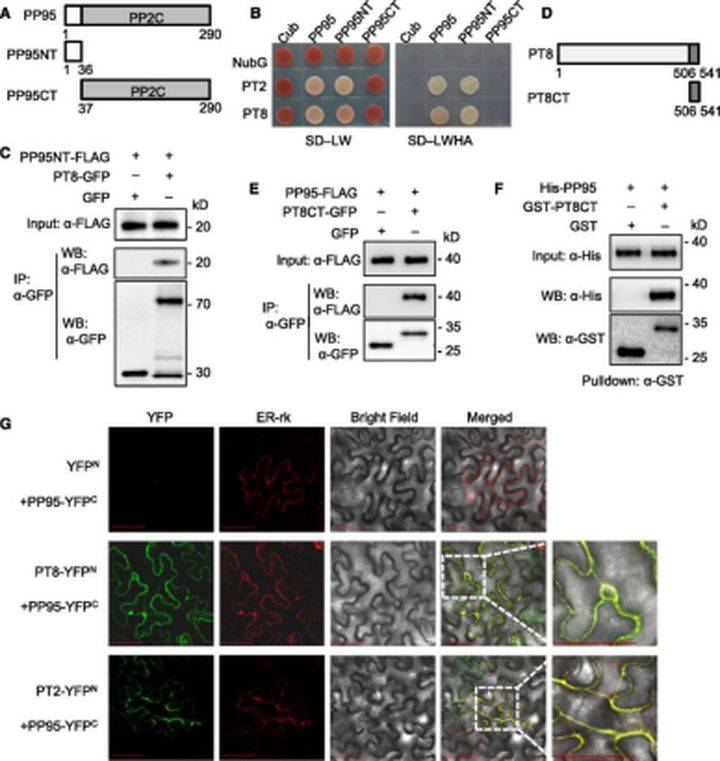 g蛋白结合gdp是被磷酸化吗_蛋白线是蓝色吗