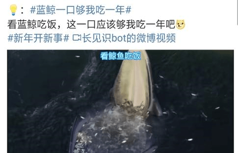 深渊巨口!看蓝鲸吃饭,这一口应该够我吃一年吧（图）