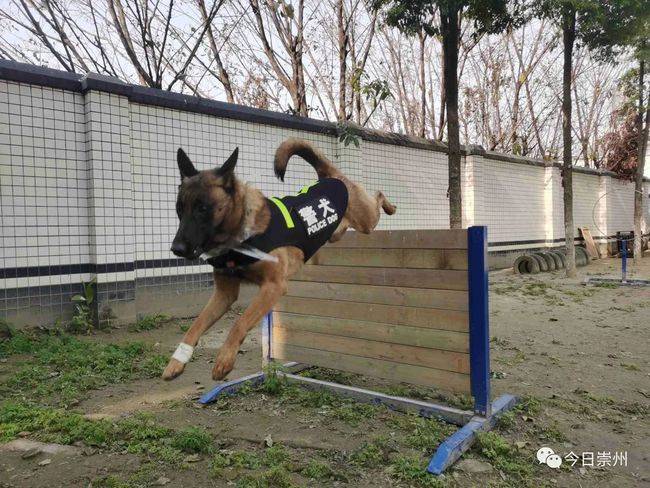 汪族荣耀警犬刀锋和她的同事们