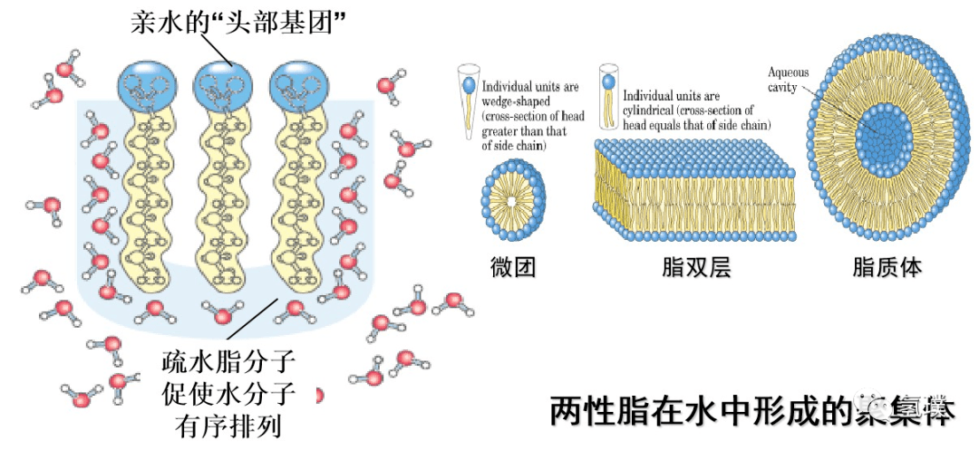 马雪梅教授谈氢气生物学机理(1:生命中的氢元素