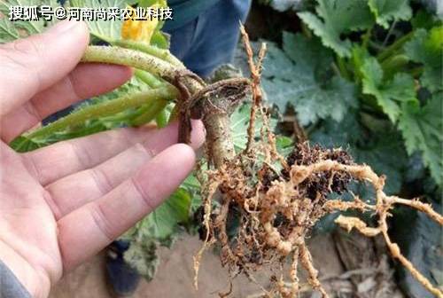 西葫芦发现根结线虫怎么办?该怎么治?附6种防治方法