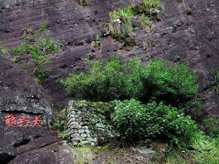 武夷岩茶大红袍制作技艺