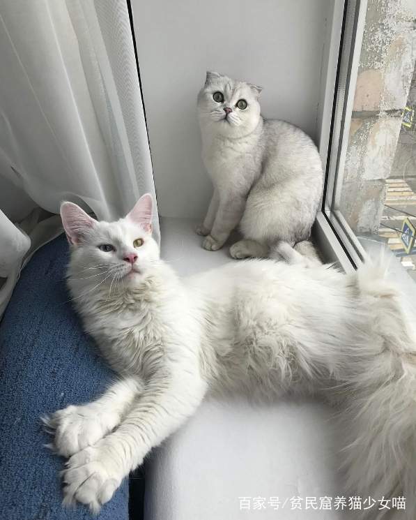 超爱撒娇的缅因猫,就算变成大猫依然喜欢给主人抱抱