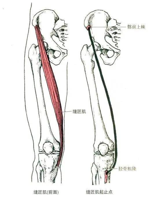 功能:近固定时,使踝关节屈(跖屈),腓肠肌还可使膝关节屈.