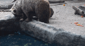 搞笑gif:我妈说傻子不能当朋友,但是可以嫁个他