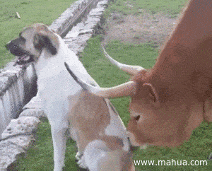 搞笑gif:有时候不得不佩服古人的智慧啊,佩服的五体投